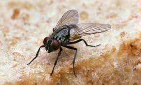 Housefly-10