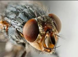 Housefly-8